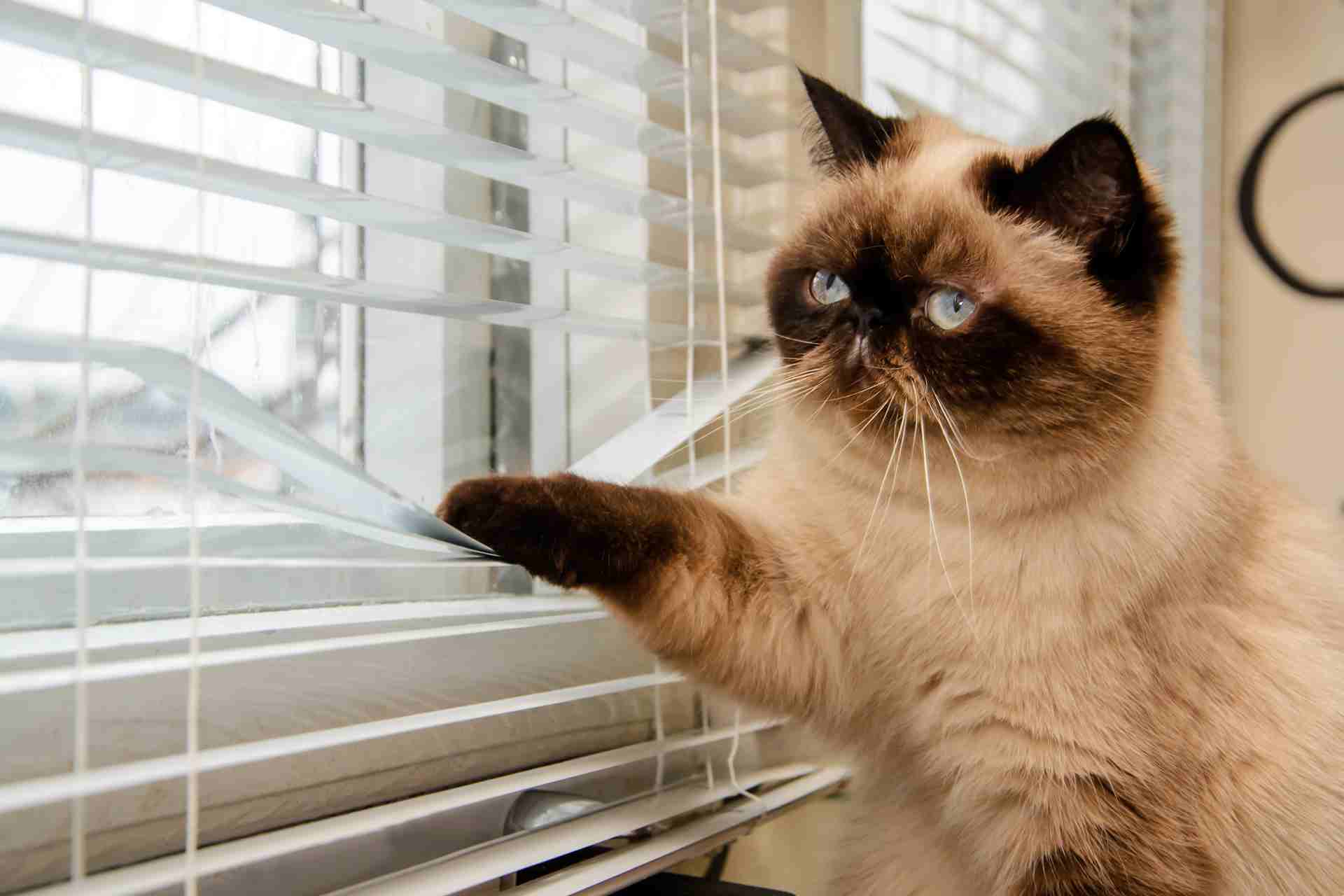 window treatments in Vancouver 3